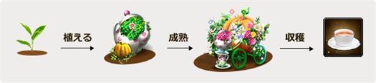 農園でお茶を収穫